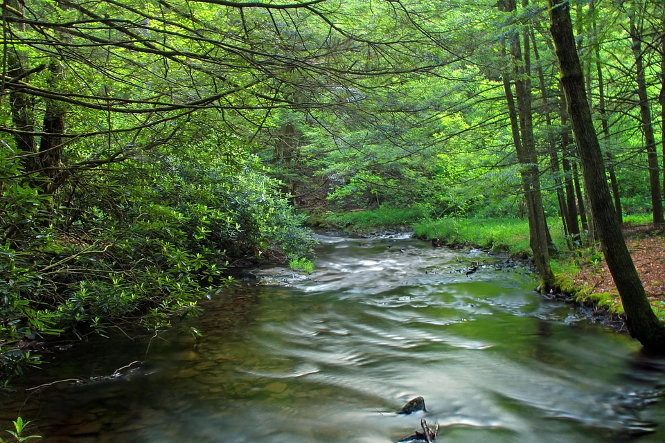 Aquatic branch climate