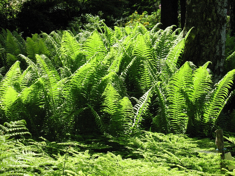 Aquatic branch climate