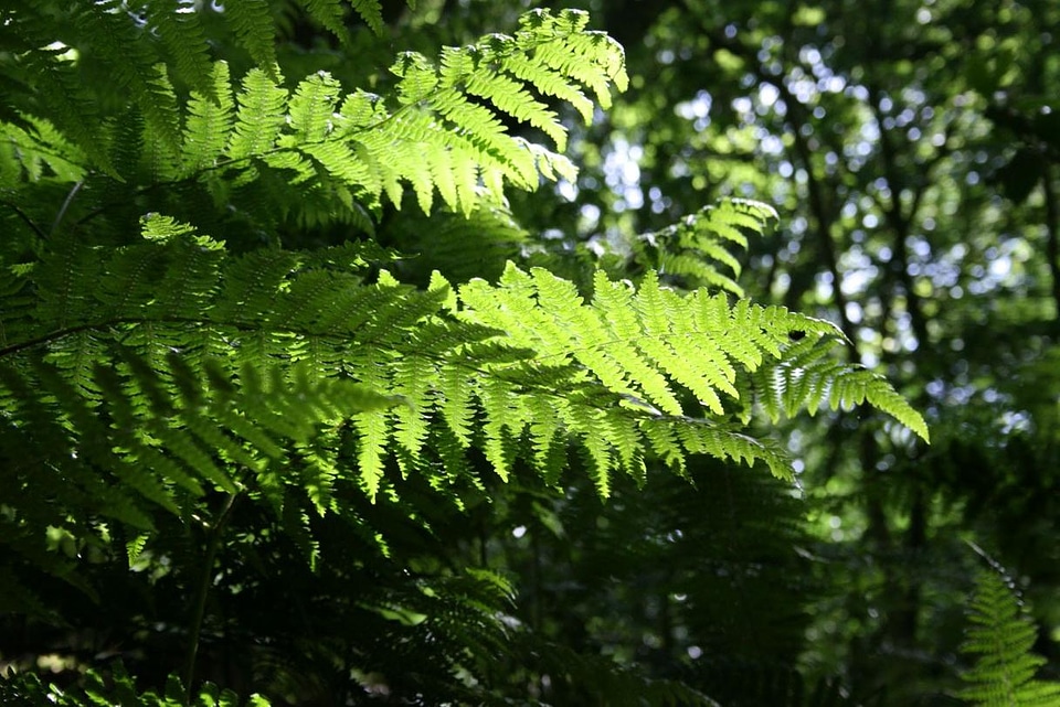 Branch dark green daylight