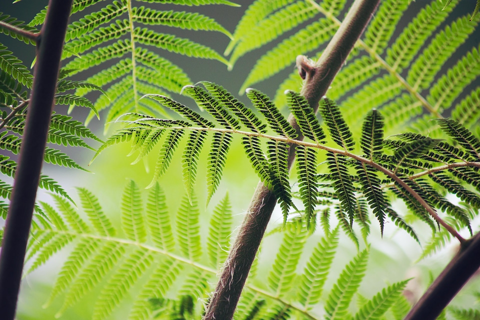 Branch dark green detail