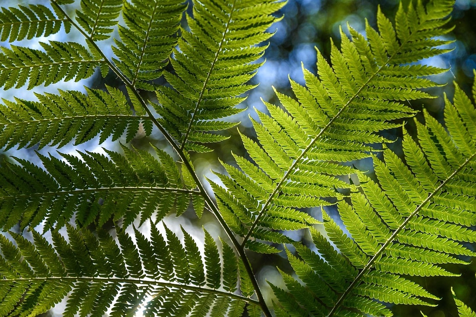 Branch climate dark green