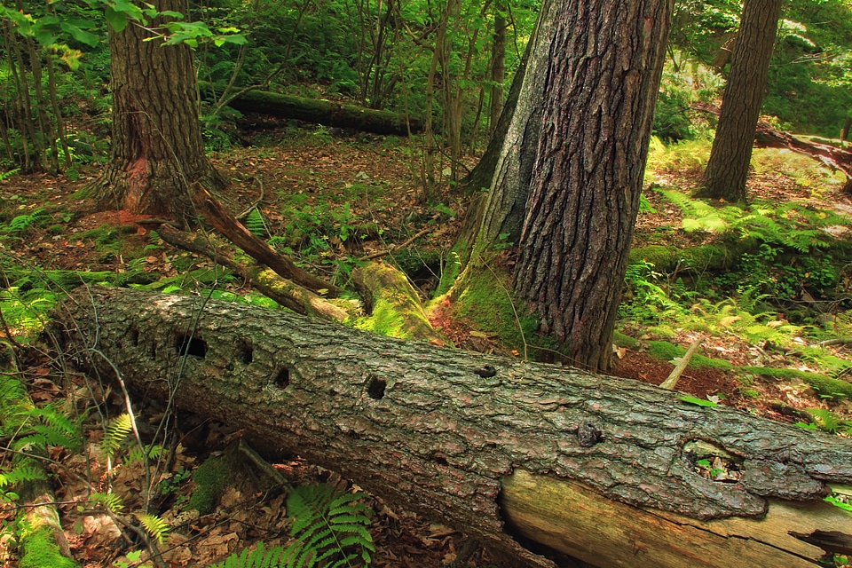 Bark branch climate