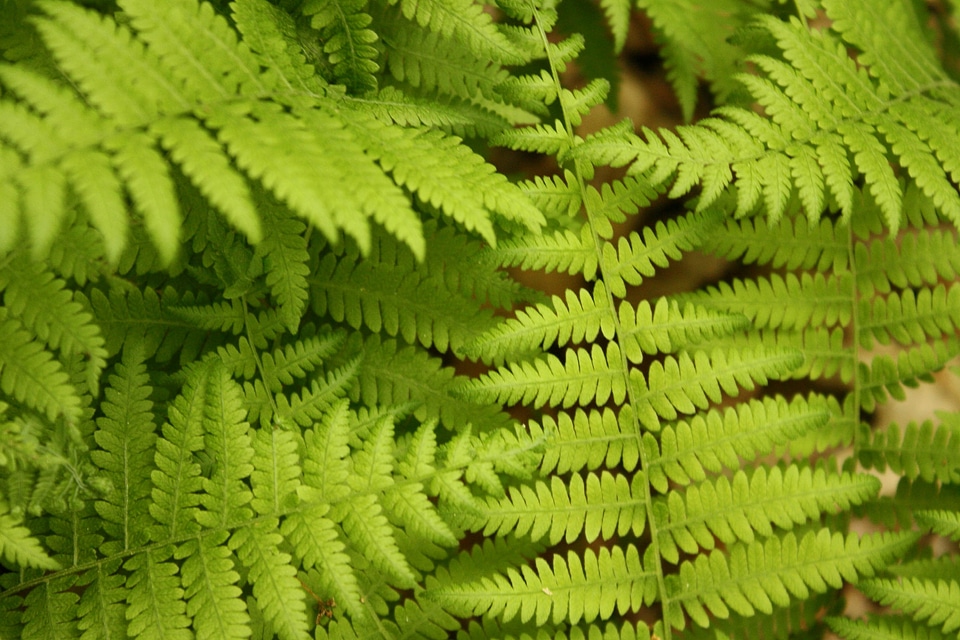Branch climate dark green
