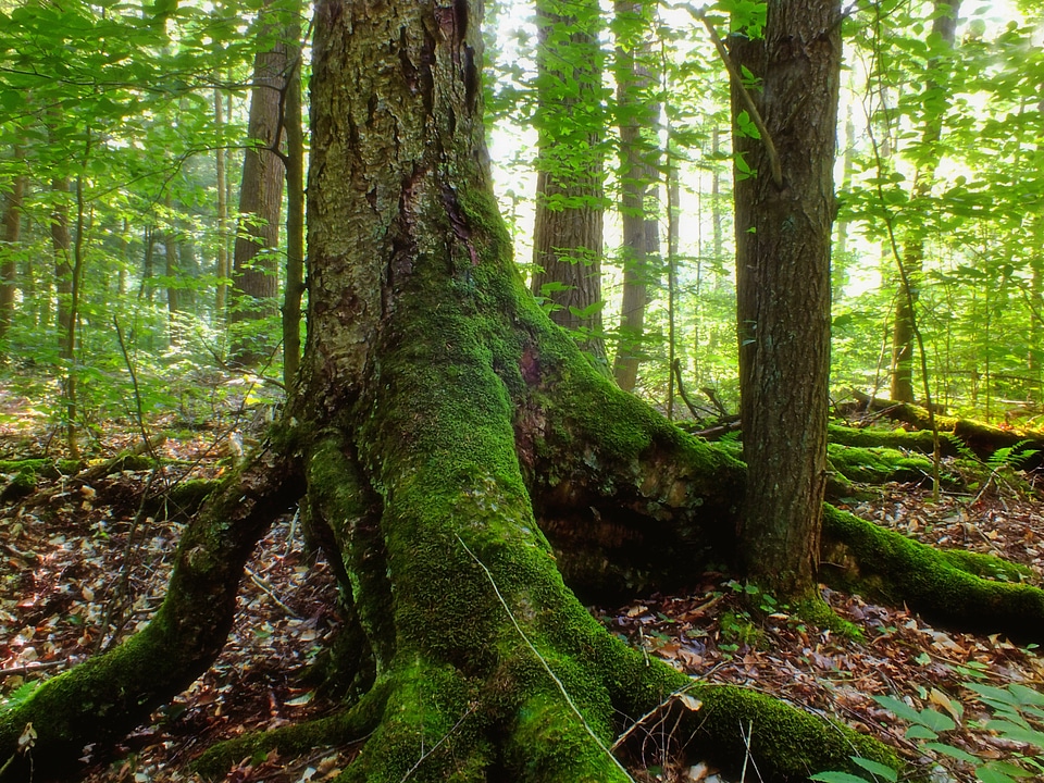 Bark beech branch