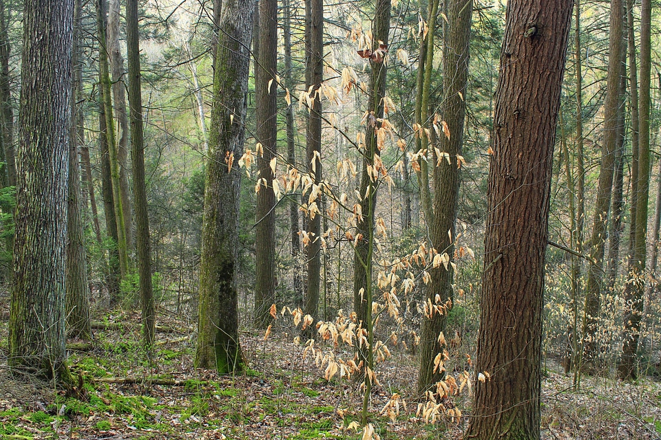 Bark branch climate