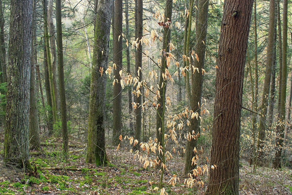 Bark branch climate photo