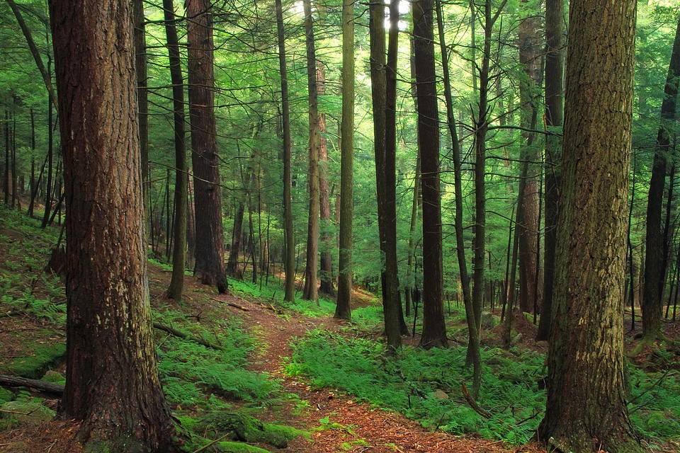 Bark branch climate