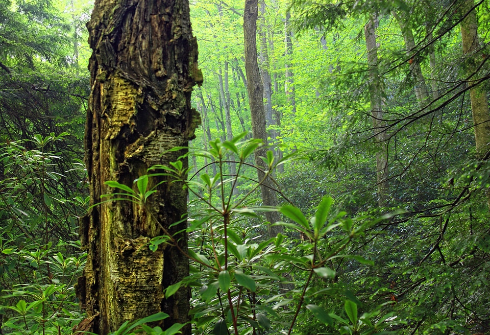 Bark branch climate