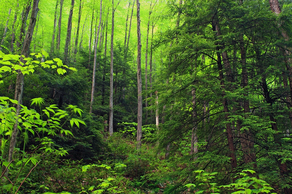 Bark branch climate