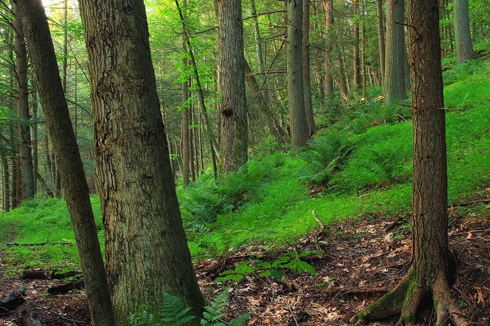 Bark branch climate