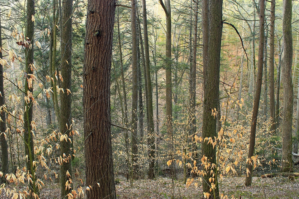 Bark branch climate