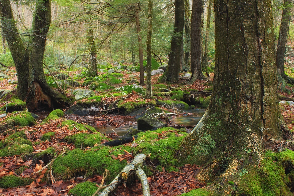 Bark beech branch