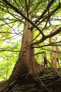 Bark branch climate