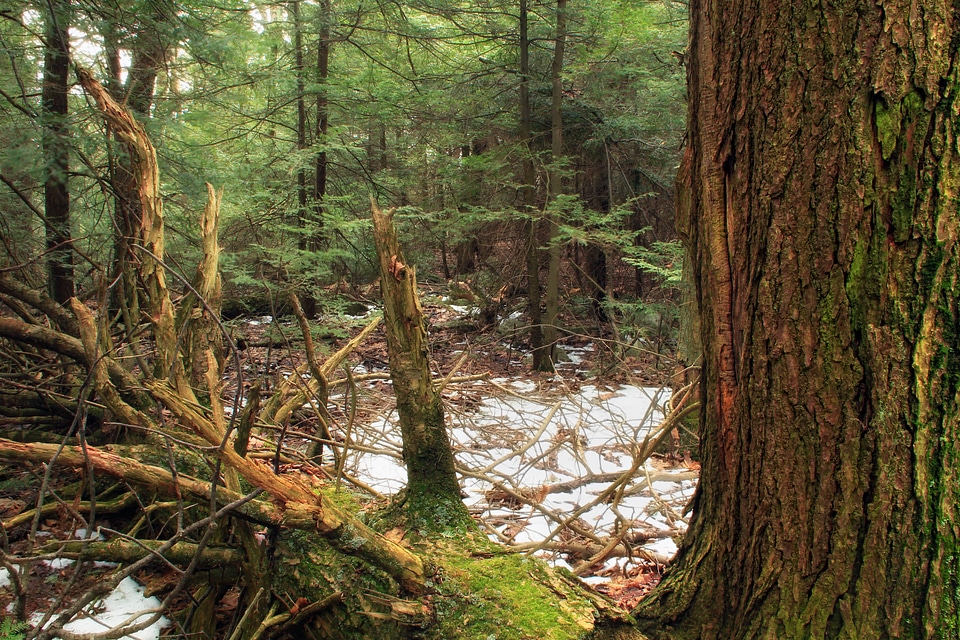 Bark branch climate