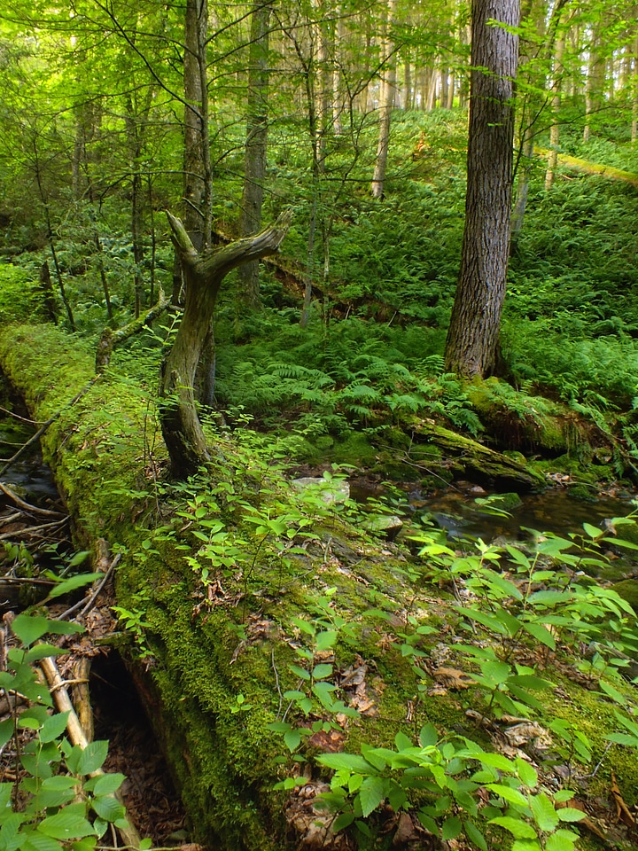 Bark branch climate