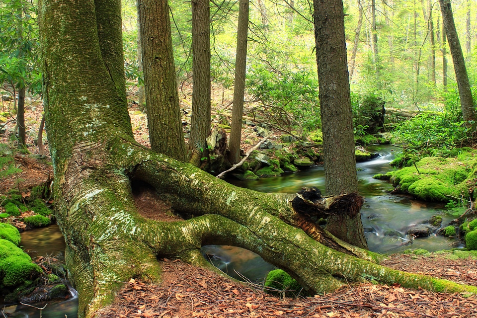 Bark branch climate