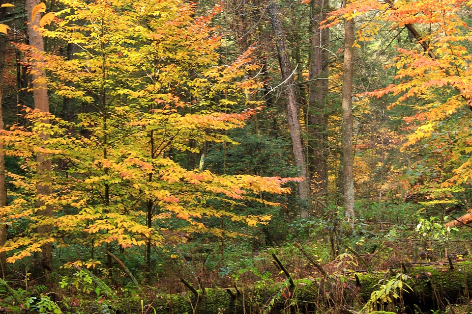 Autumn bark branch photo