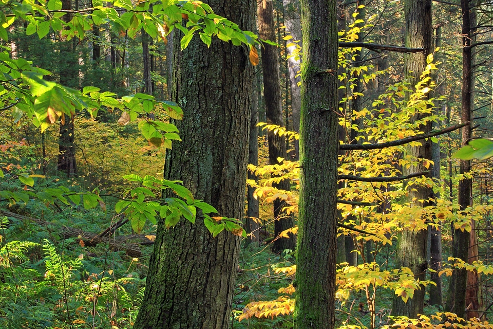 Bark branch climate