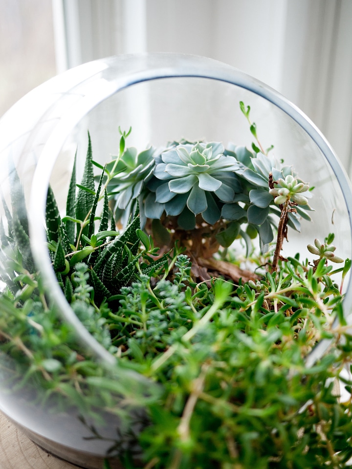 Growing decoration green