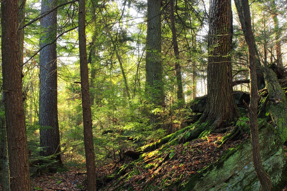 Bark branch climate