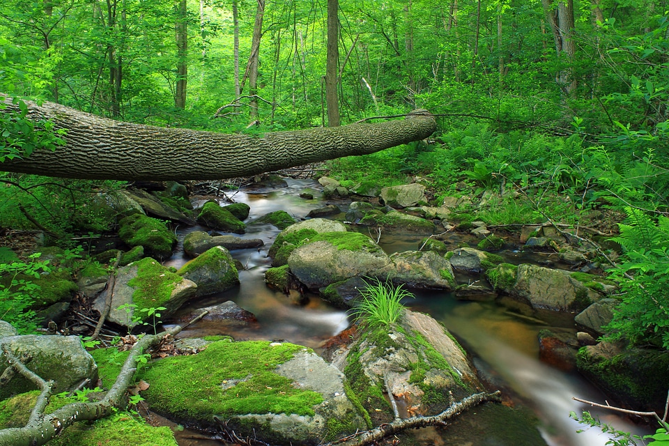 Aquatic bark beautiful photo