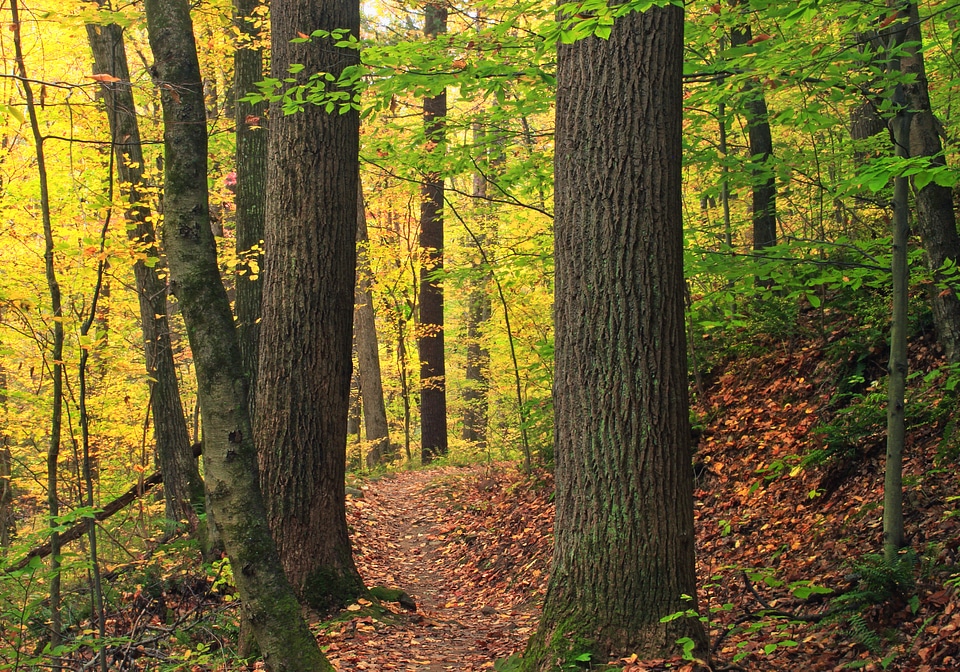 Autumn autumn season bark