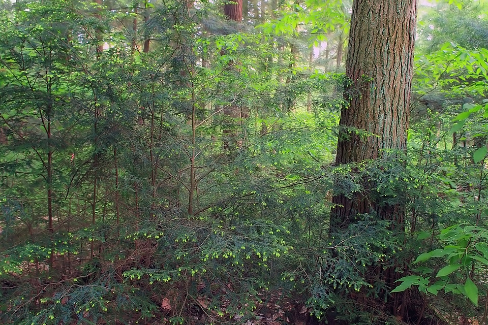 Bark branch climate