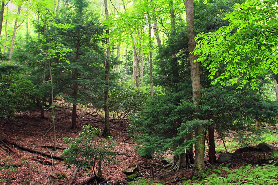 Bark branch climate