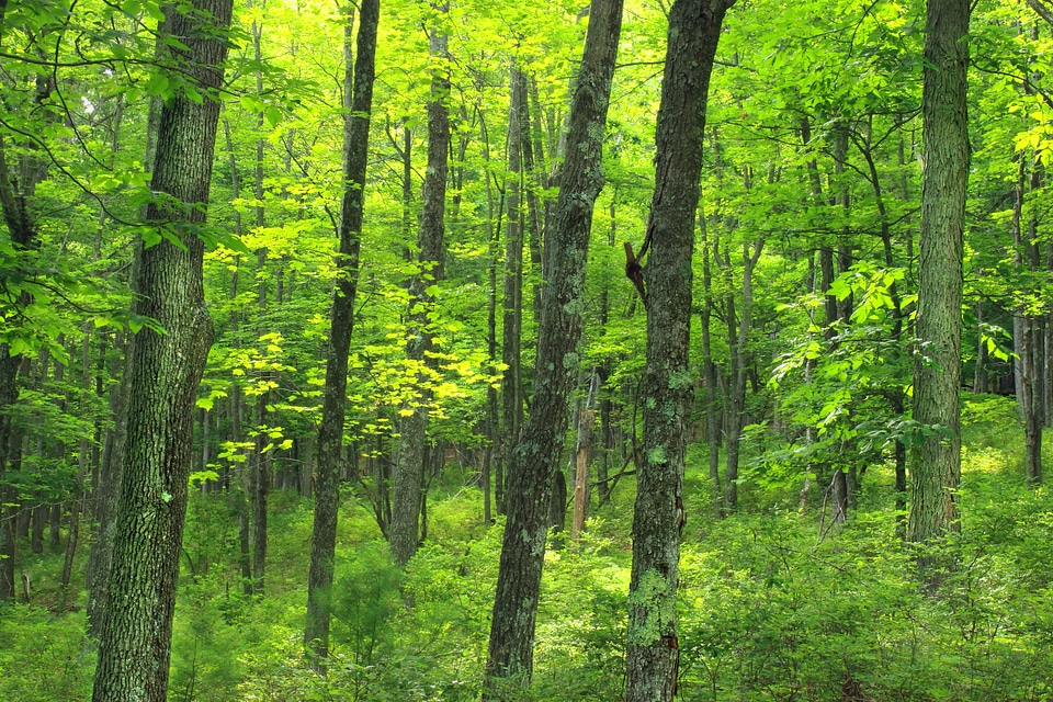 Bark birch branch