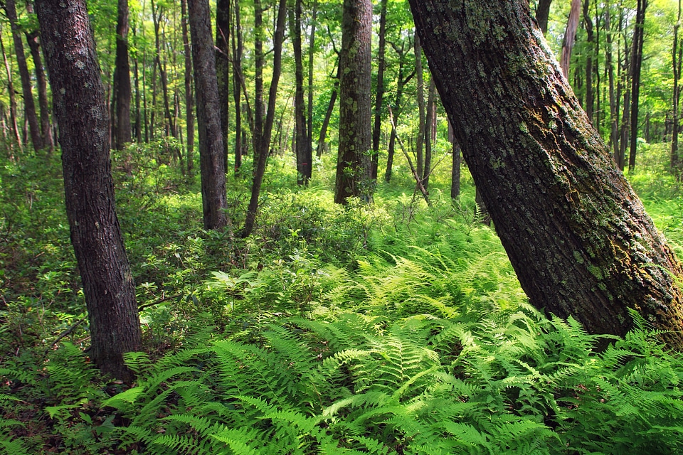 Bark branch climate