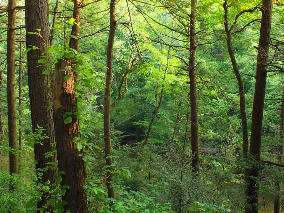 Bark branch climate