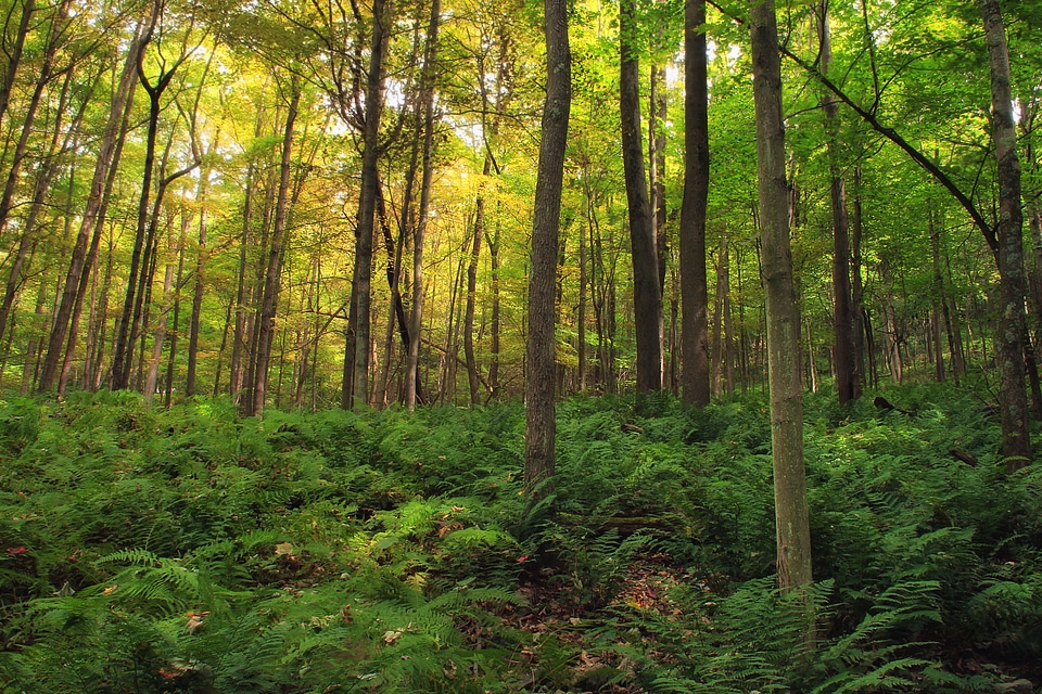 Bark branch climate