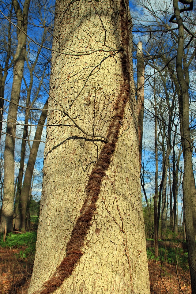 Bark branch climate
