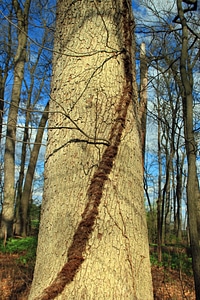 Bark branch climate