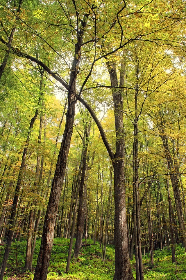 Autumn bark birch