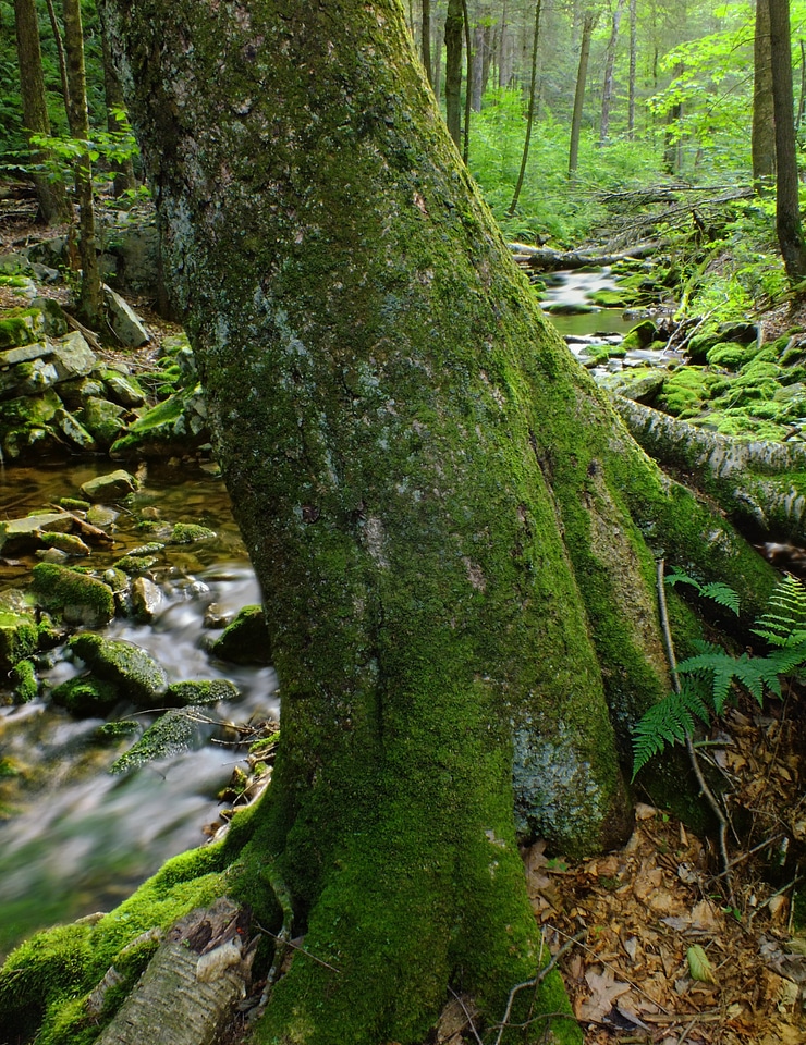 Bark branch climate