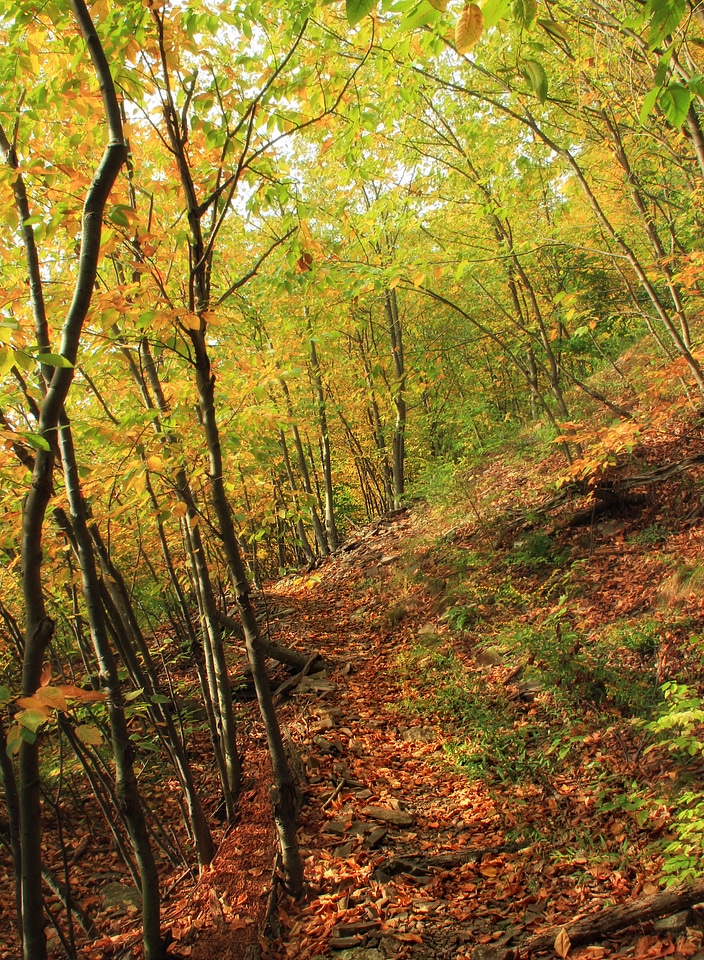 Bark branch climate