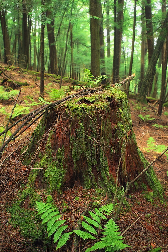 Bark branch climate