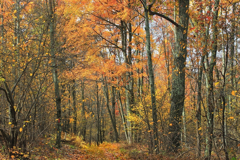 Bark branch climate