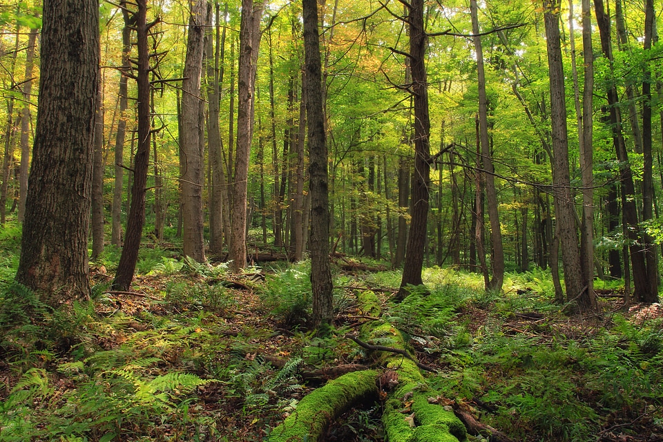 Bark branch climate