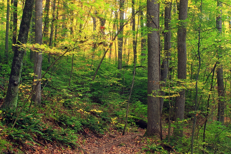 Bark branch climate