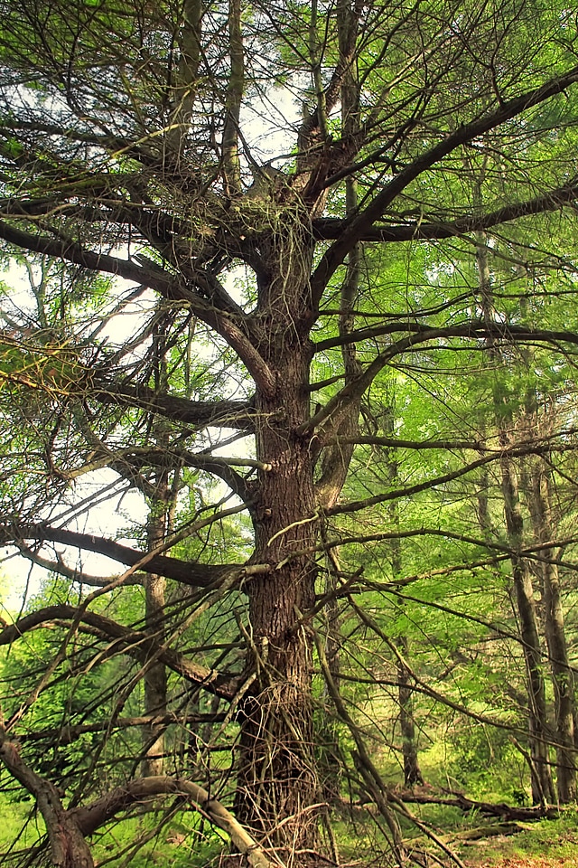 Bark branch climate photo