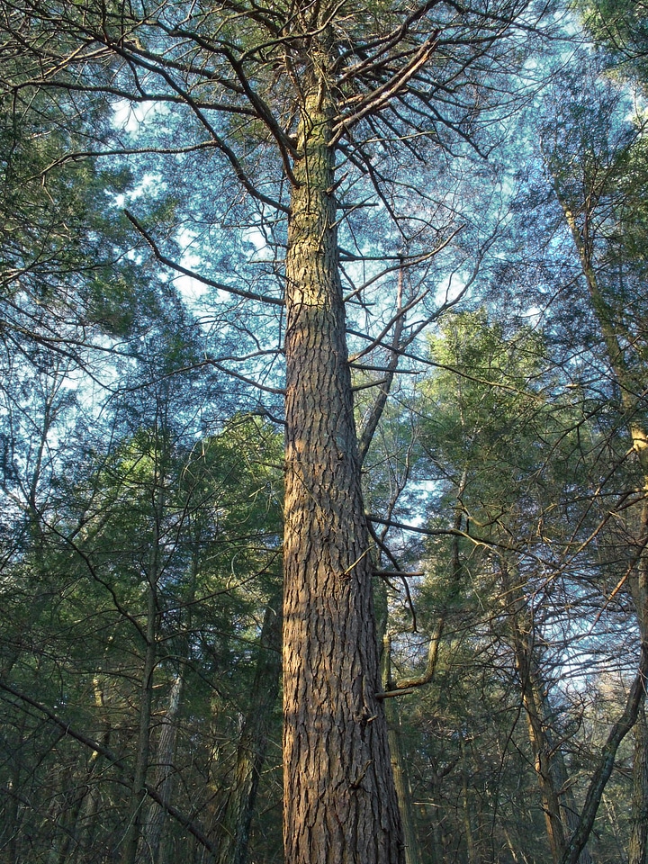 Autumn bark branch