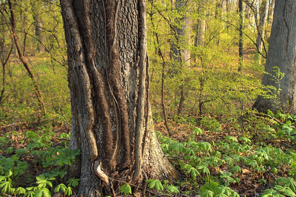 Bark branch climate
