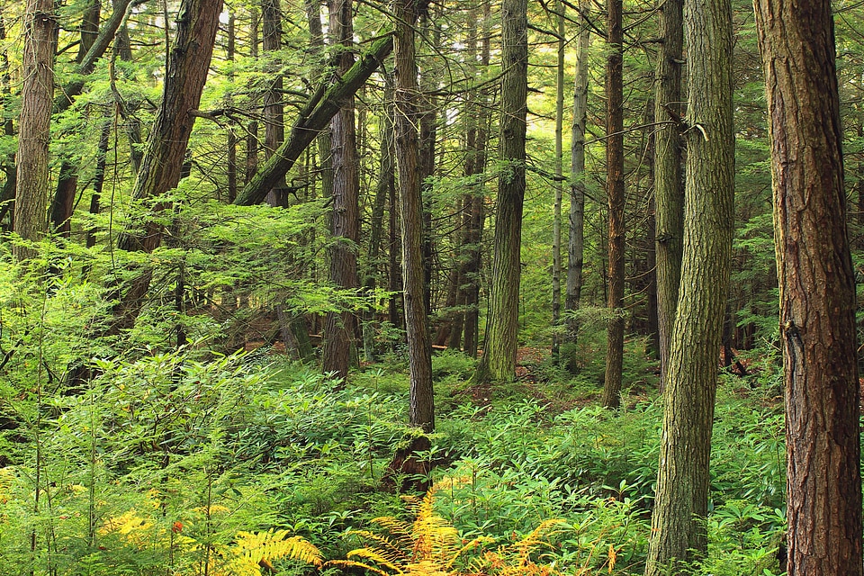 Bark branch climate