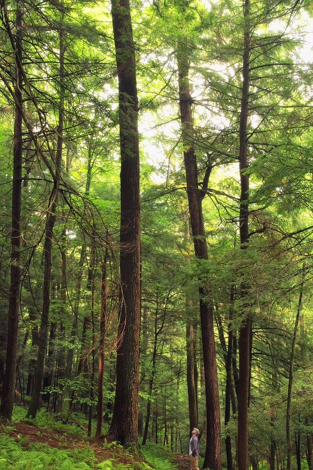 Bark branch climate