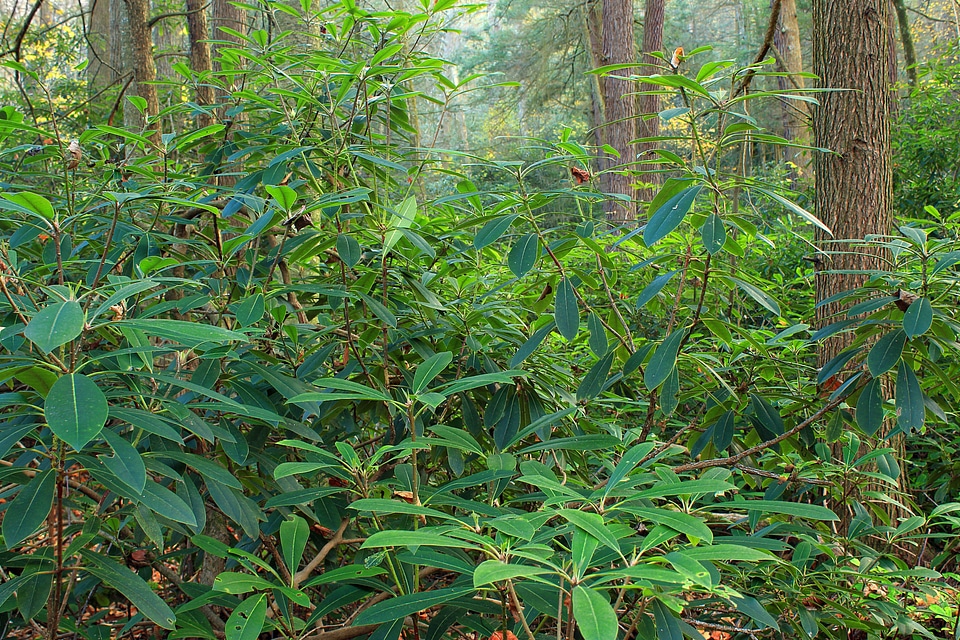 Bark branch climate
