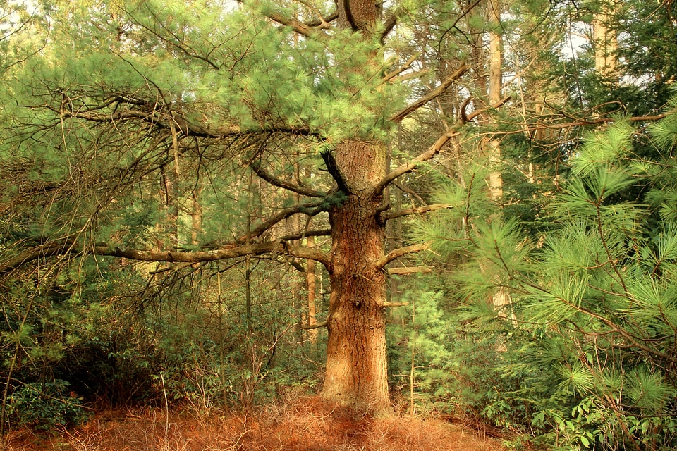 Bark branch climate photo