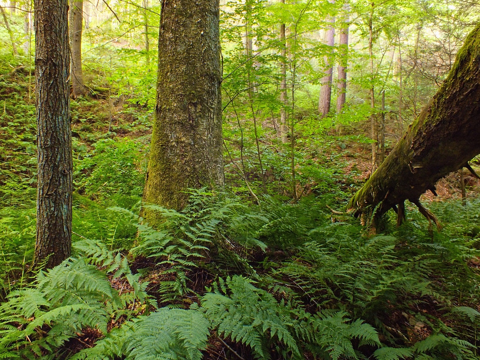 Bark branch climate photo