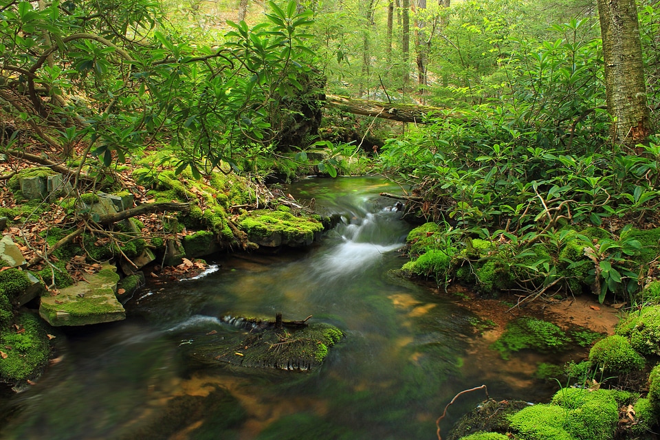 Bark branch climate